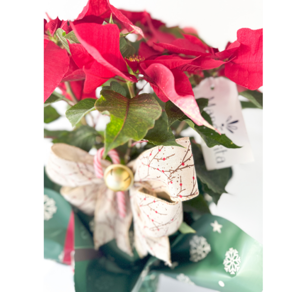 Merry Pascua - Imagen 3