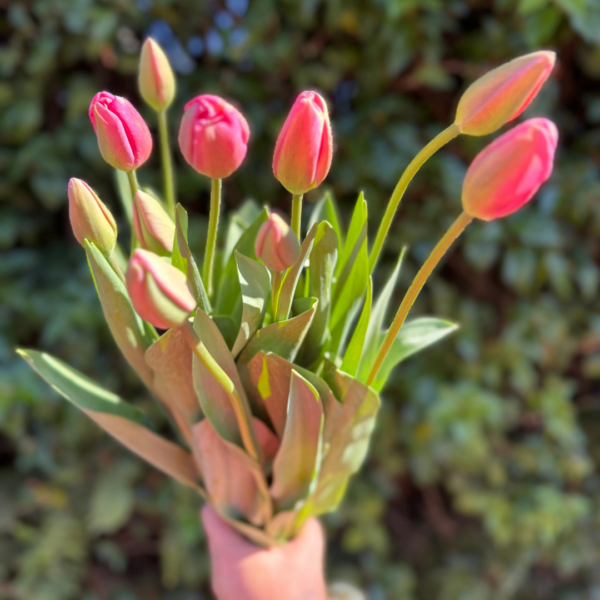 10 Tulipanes - Imagen 5