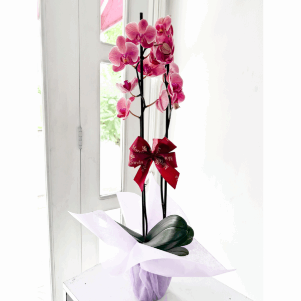 Orquídea Phalenopsis