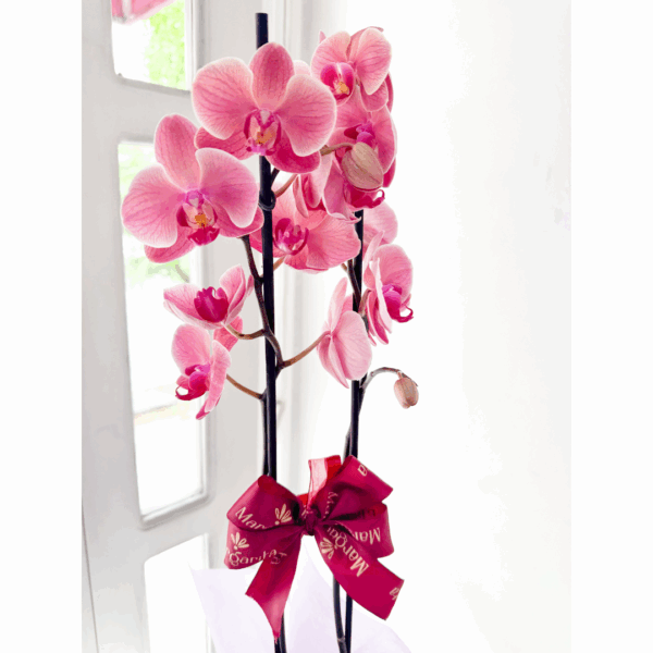 Orquídea Phalenopsis - Imagen 2